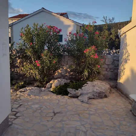 Olea Marina