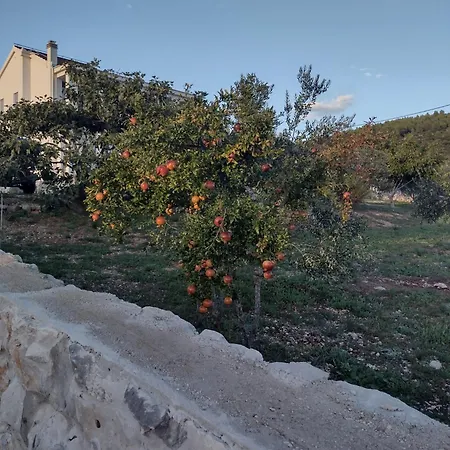 Olea *