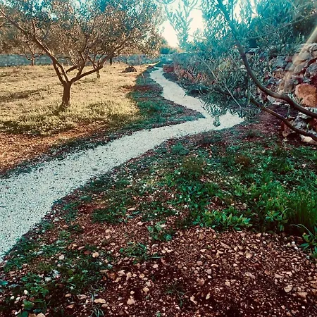 Olea