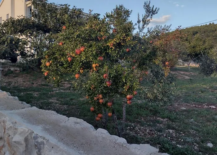 Olea *